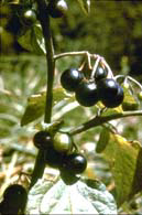 fruits morelle noire