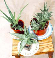 aloes2