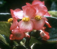 begonia fleurs