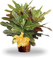 croton plante