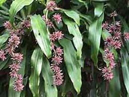 dracaena fleurs